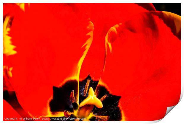 Red Yellow Tulip Blooming Print by William Perry