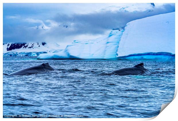 Two Humpback Whales Charlotte Harbor Antarcti Print by William Perry