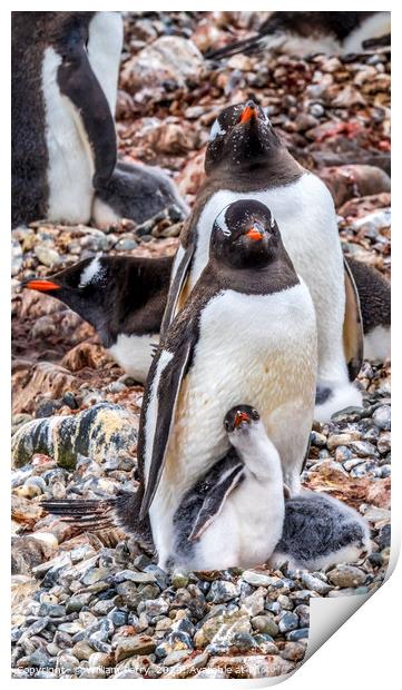Gentoo Penguin Family Chick Yankee Harbor Antarcti Print by William Perry
