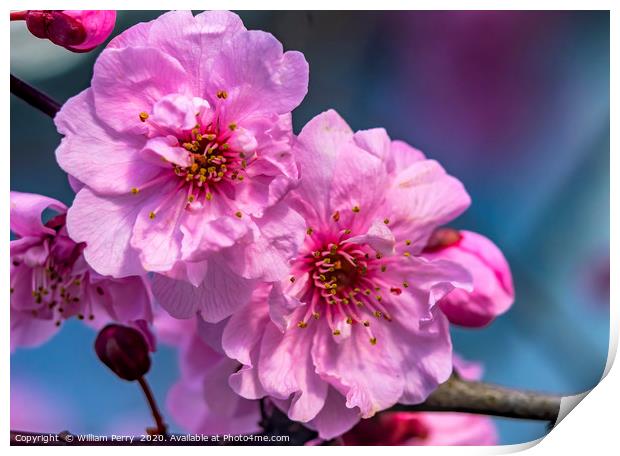 Pink Peach Blossom Blooming Macro Washington Print by William Perry