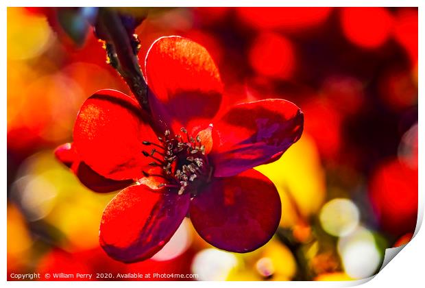 Maroon Red Atsuya Hamada Quince Blooming Macro Was Print by William Perry