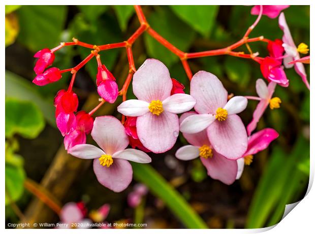 Pink Flowering Begonia Easter Island Chile Print by William Perry