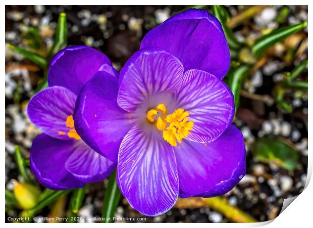 Blue Purple Crocus Blossom Blooming Macro Washingt Print by William Perry