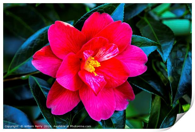 Red Pink White Yellow Camellia Blooming Macro Print by William Perry