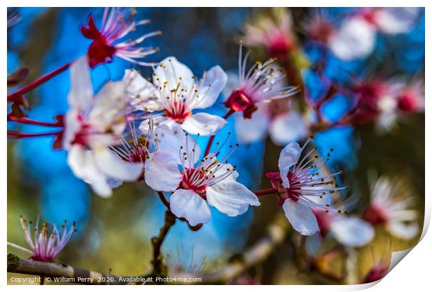 Pink Cherry Plum Blossom Blooming Macro Washington Print by William Perry