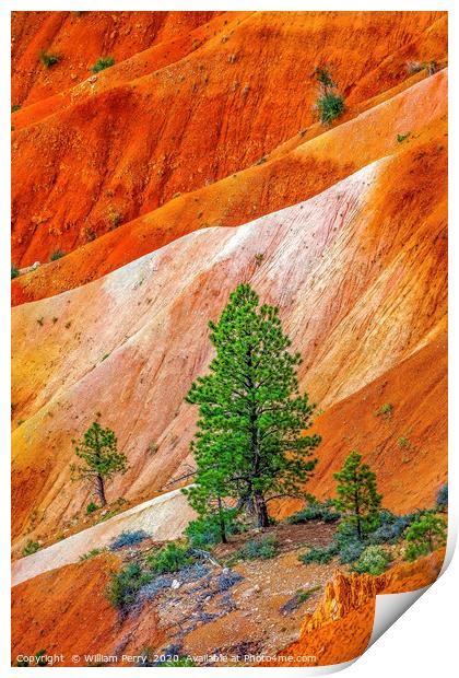 Tree Colorful Bryce Point Bryce Canyon National Pa Print by William Perry