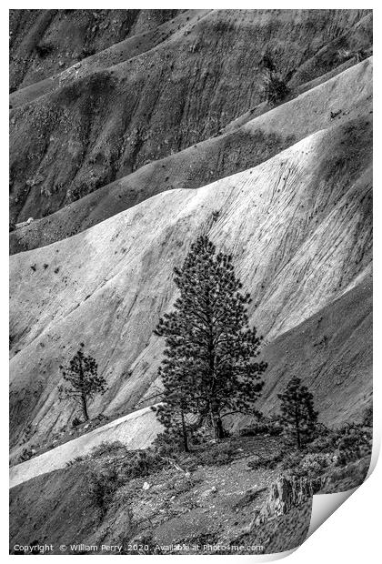 Black and White Tree Bryce Point Bryce Canyon Nati Print by William Perry