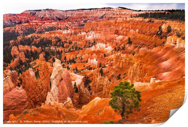 Amphitheater Hoodoos Bryce Canyon National Park Ut Print by William Perry