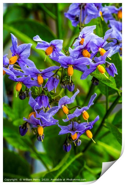 Blue Potato Vine Blooming Macro Print by William Perry