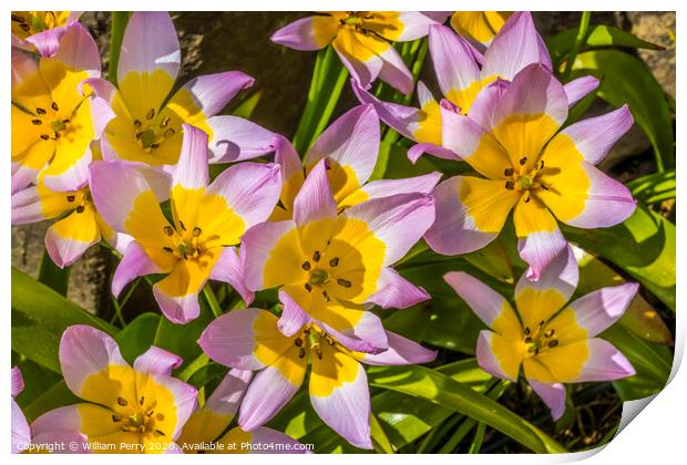Pink Yellow Tarda Tulips Blooming Macro Print by William Perry