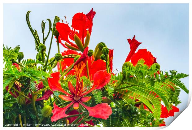 Red Orange Tropical Flame Tree Flowers Easter Isla Print by William Perry