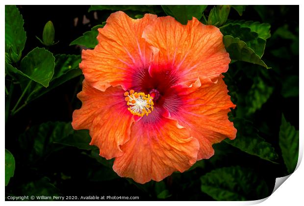 Orange Tropical Fiesta Hibiscus Flower Easter Isla Print by William Perry