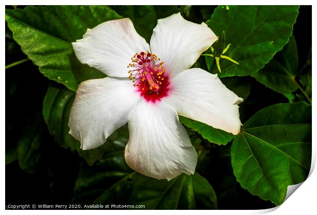White Tropical Hibiscus Flowers Easter Island Chil Print by William Perry