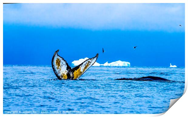 Humpback Whales Tail Water Charlotte Harbor Antarctica Print by William Perry
