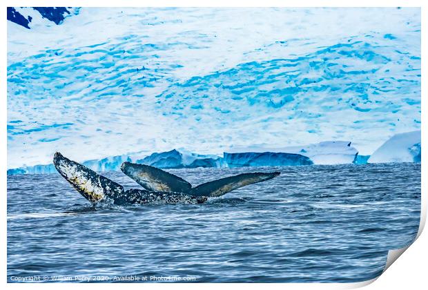 Two Humpback Whales Blue Iceberg Water Charlotte Harbor Antarcti Print by William Perry