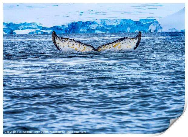 Humpback Whale Tail Charlotte Harbor Antarctica Print by William Perry