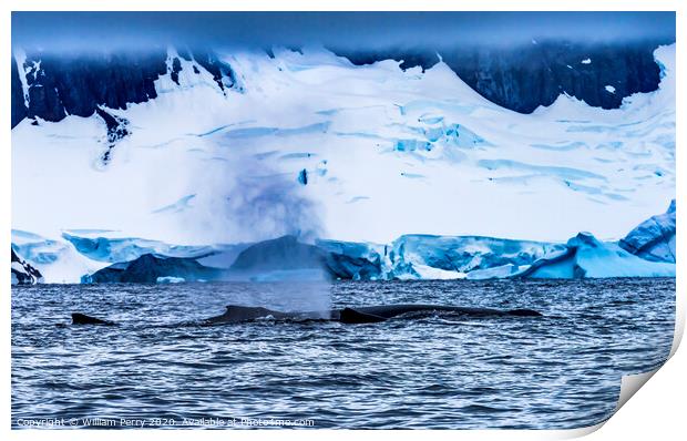 Humpback Whales Breathing Glaciers Charlotte Harbor Antarctica Print by William Perry