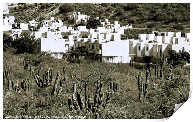 White Mexican Village Cardon Cactus Sonoran Desert  Baja Los Cabos Mexico Print by William Perry