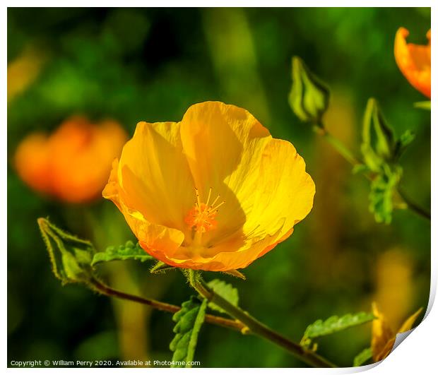 Yellow Sea Horned Poppy Los Cabos Mexico Print by William Perry