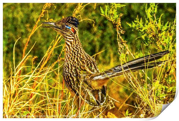 Colorful Greater Roadrunner Sonoran Desert  Baja Los Cabos Mexico Print by William Perry