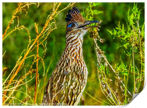 Colorful Greater Roadrunner Sonoran Desert  Baja Los Cabos Mexico Print by William Perry