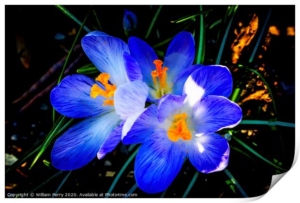 Blue Purple White Crocuses Blossoms Blooming Macro Washington Print by William Perry