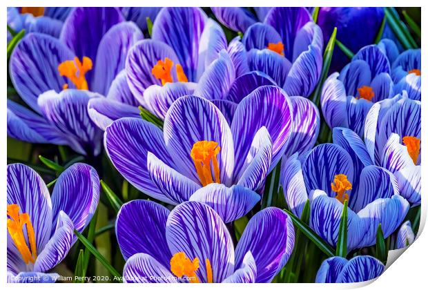 Blue White Purple Crocuses Blossoms Blooming Macro Washington Print by William Perry