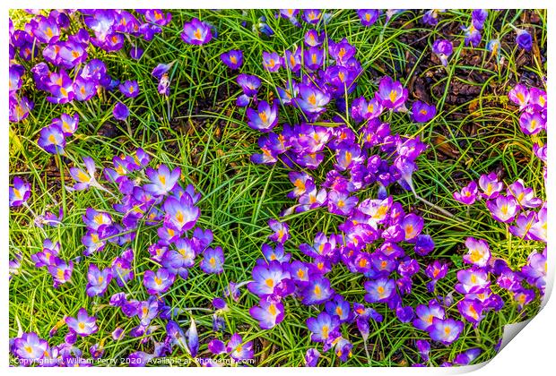 Purple White Crocuses Blossom Blooming Macro Washington Print by William Perry