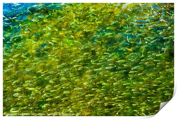 Menhaden Pogy Fish Swarm Padanaram Harbor Dartmouth Massachusetts Print by William Perry