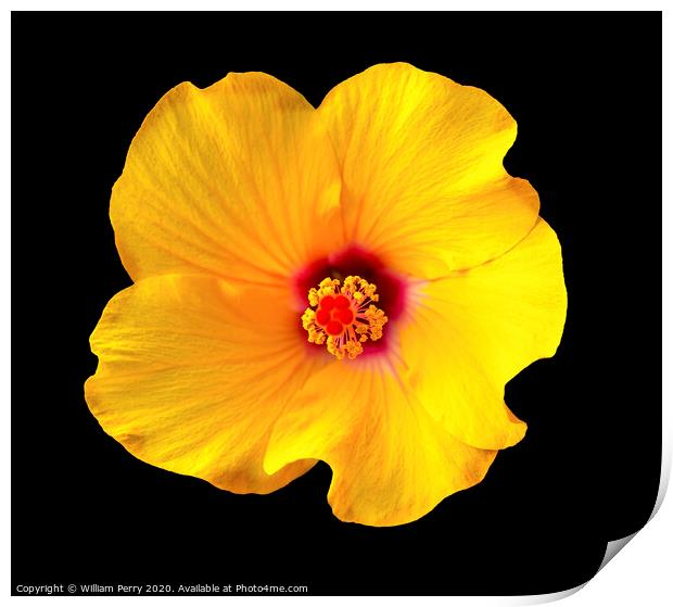 Golden Yellow Burgundy Tropical Hibiscus Flower Easter Island Chile Print by William Perry