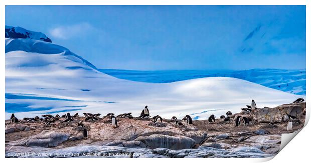Gentoo Penguins Rookery Snow Mountains Damoy Point Antarctica Print by William Perry