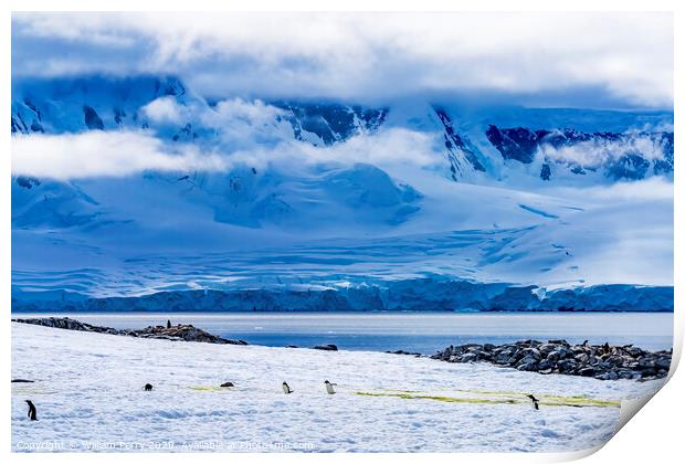 Gentoo Penguins Snow Highway Rookery Damoy Point Antarctica Print by William Perry