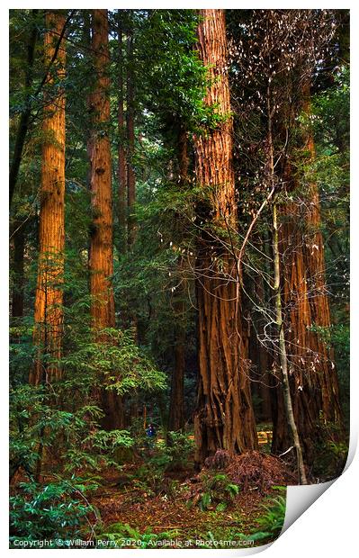 Giant Redwood Trees Tower Over Hikers Muir Woods San Francisco Print by William Perry