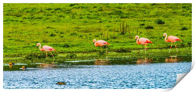 Pink Chilean Flamingos Torres del Paine National Park Chile Print by William Perry