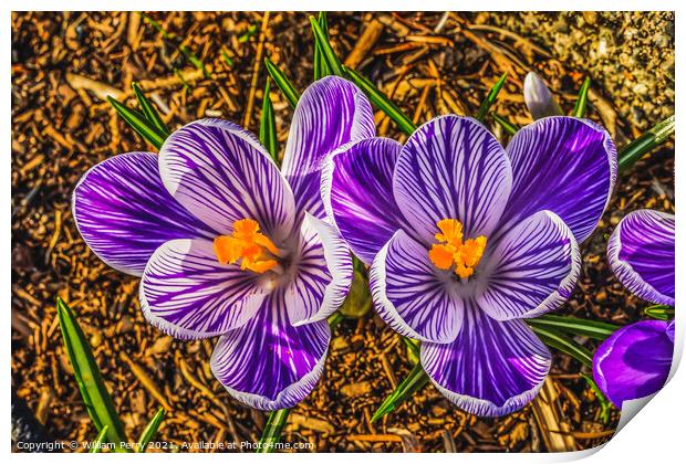 Purple White Crocuses Blossom Blooming Macro Washington Print by William Perry