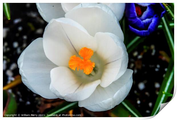 White Yellow Crocus Blossom Blooming Macro Washington Print by William Perry