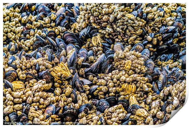 Mussels Barnacles Low Tide Pools Canon Beach Oregon Print by William Perry