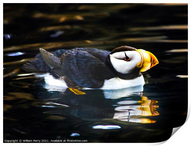 Horned Puffin Reflection Alaska Print by William Perry