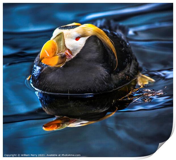 Tufted Puffin Swimming and Resting Alaska Print by William Perry