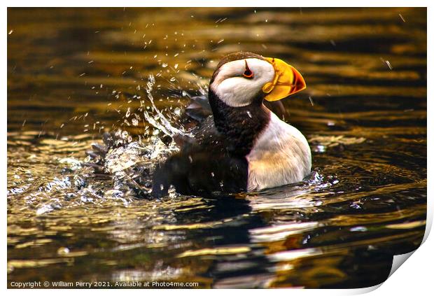 Horned Puffin Spashing with Reflections Alaska Print by William Perry