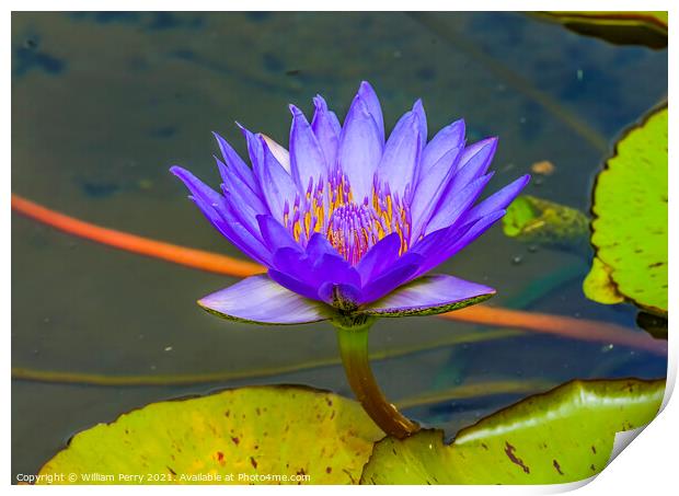Blue Water Lily Moorea Tahiti Print by William Perry