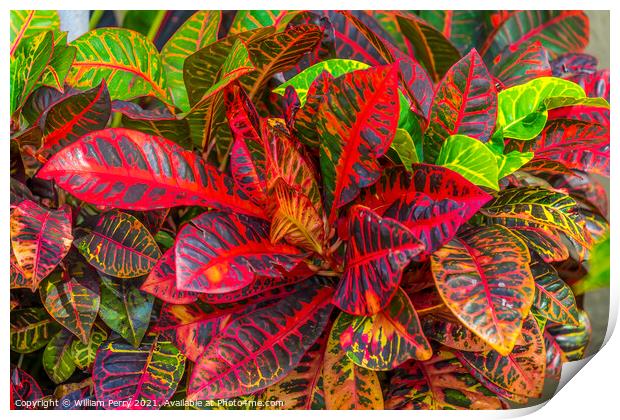 Red Green Fire Croton Moorea Tahiti Print by William Perry