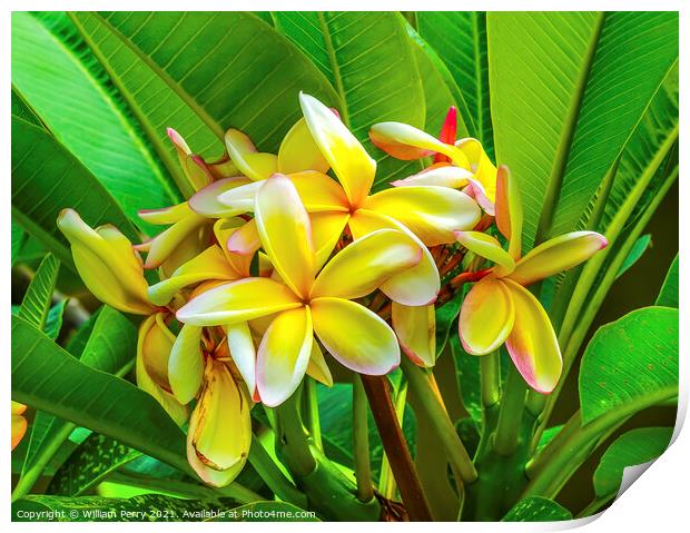 Yellow White Frangipini Plumeria Moorea Tahiti Print by William Perry