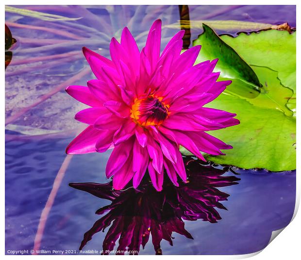 Pink Purple Yellow Siam Water Lily Moorea Tahiti Print by William Perry