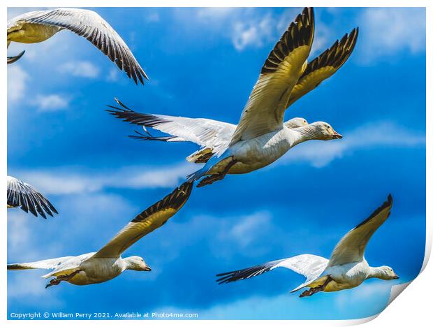 Snow Geese Flying Skagit Valley Washington Print by William Perry