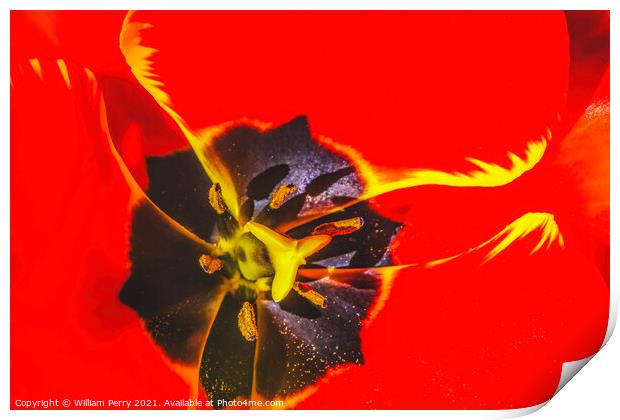 Big Red Yellow Banja Luka Tulip Petals Blooming Macro Print by William Perry