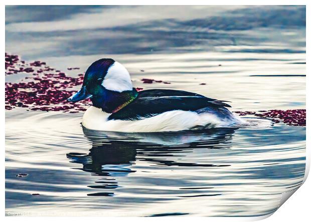 Male Bufflehead Duck Lake Washington Kirkland Washington Print by William Perry