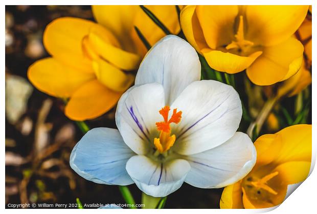White Yellow Crocuses Blossom Blooming Macro Washington Print by William Perry