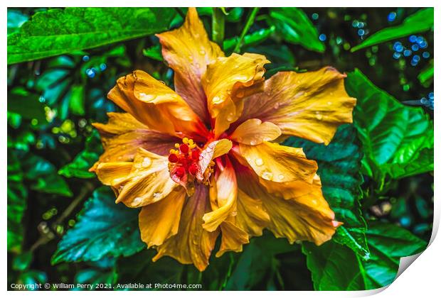Orange Double Dip Tropical Hibiscus Flower Easter Island Chile Print by William Perry
