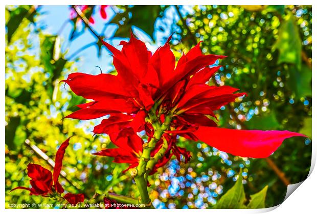 Red Poinsettia Blooming Macro Puebla Mexico Print by William Perry